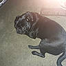 Lil Miss joined the competition — help win amazing prizes! carnivore, comfort, companion_dog, dog, dog_breed, dog_collar, fawn, floor, flooring, fur, gesture, gun_dog, liver, pug, snout, sporting_group, tail, terrestrial_animal, whiskers, working_animal
