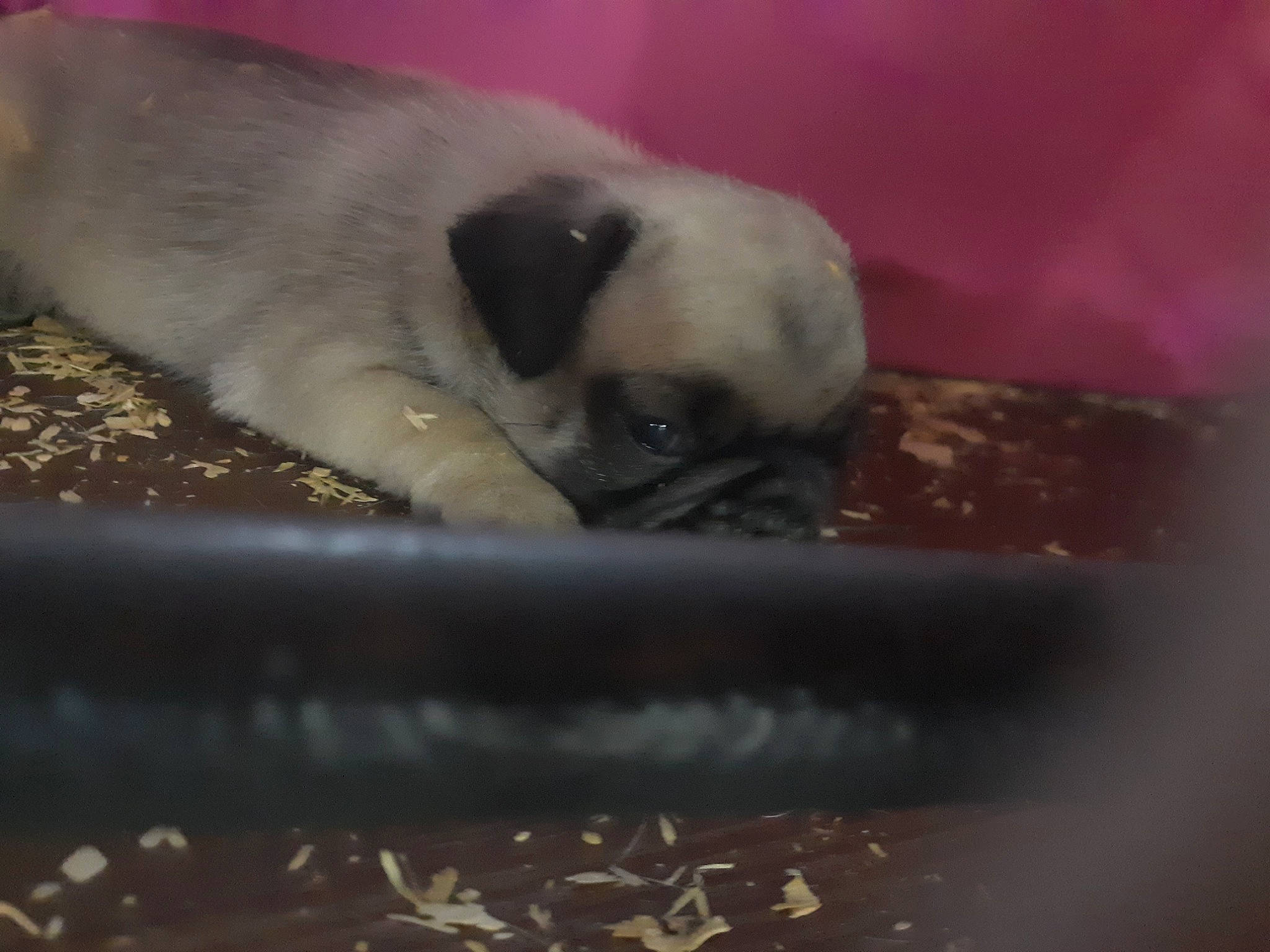 Pugsley is registered to the contest to win money with this photo: balinese, carnivore, comfort, companion_dog, dog, dog_breed, fawn, felidae, foot, paw, pug, siamese, small_to_medium_sized_cats, snout, sporting_group, tail, terrestrial_animal, thai, tonkinese, whiskers