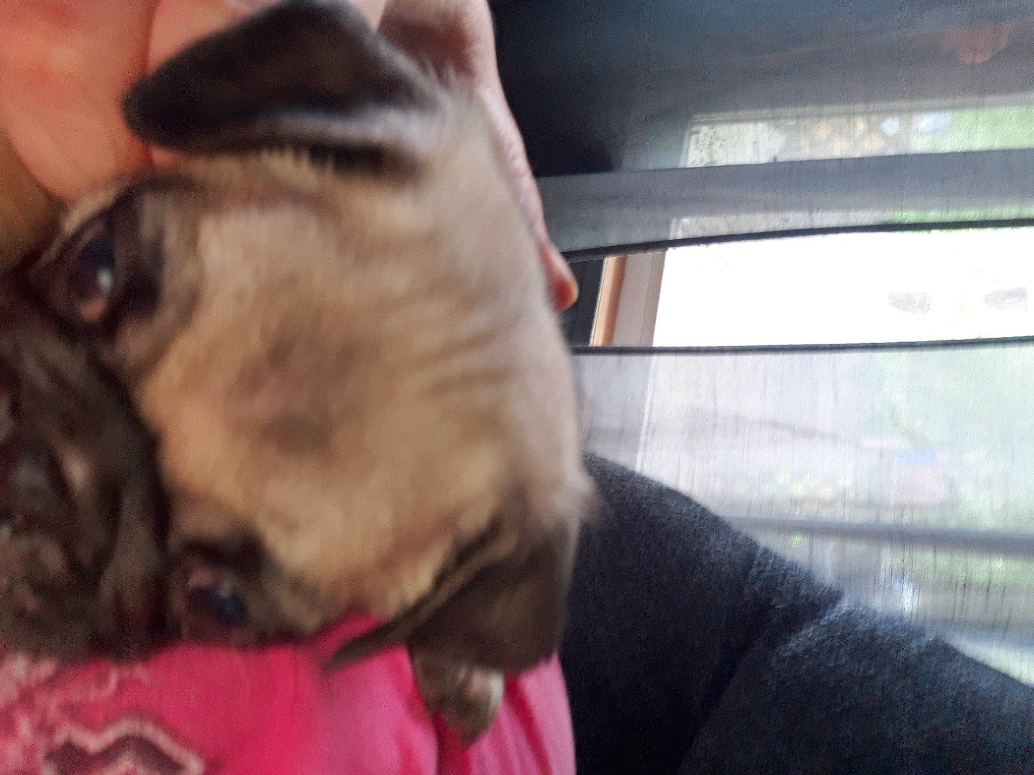 Pugsley joined the competition — help win amazing prizes! carnivore, comfort, companion_dog, dog, dog_breed, ear, fawn, fur, guard_dog, nose, paw, pug, puppy_love, snout, sporting_group, toy_dog, whiskers, windshield, working_animal, wrinkle