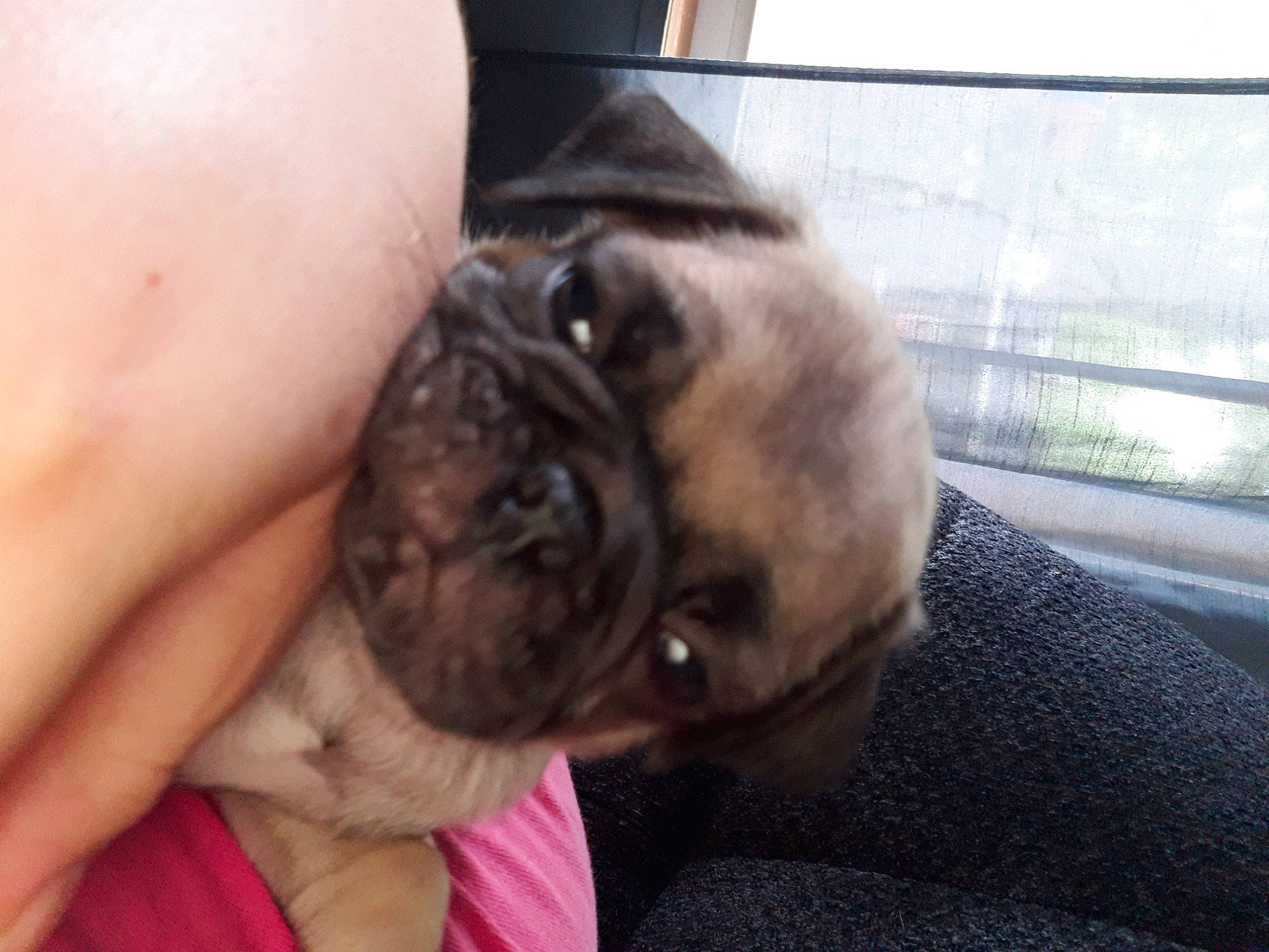 Pugsley