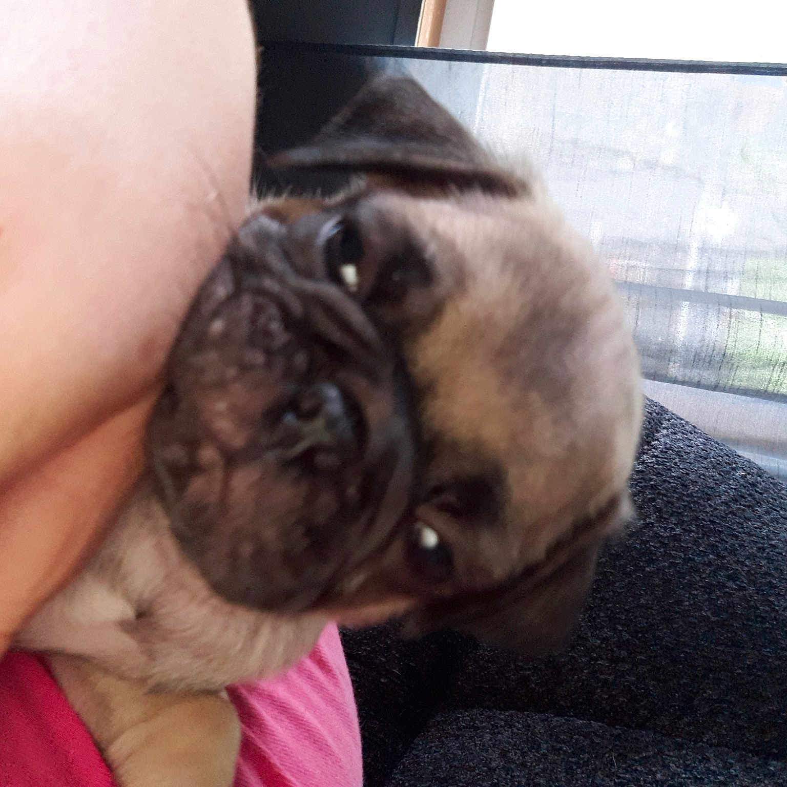 Pugsley