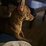 Chencho joined the competition — help win amazing prizes! dog, pet, indoor, brown_fur, large_ears, profile_view, cozy, blurred_background, animal, companion, sitting, calm, soft_lighting, furry, domestic, cute, small_dog, looking_away, warm_tones, quiet