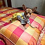 Chencho joined the competition — help win amazing prizes! dog, small_dog, bed, pillow, striped_clothing, yellow_clothing, patterned_bedding, indoor, pet, cute, animal, resting, furniture, fabric, soft, ears, portrait, domestic_animal, cozy, colorful