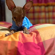 Chencho joined the competition — help win amazing prizes! dog, small_dog, blue_shirt, bed, blanket, colorful, indoor, ears, pet, animal, resting, fur, cute, cozy, fabric, soft, home, domestic_animal, sleepy, closeup