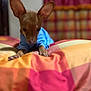 dog, small_dog, blue_shirt, bed, blanket, colorful, indoor, ears, pet, animal, resting, fur, cute, cozy, fabric, soft, home, domestic_animal, sleepy, closeup