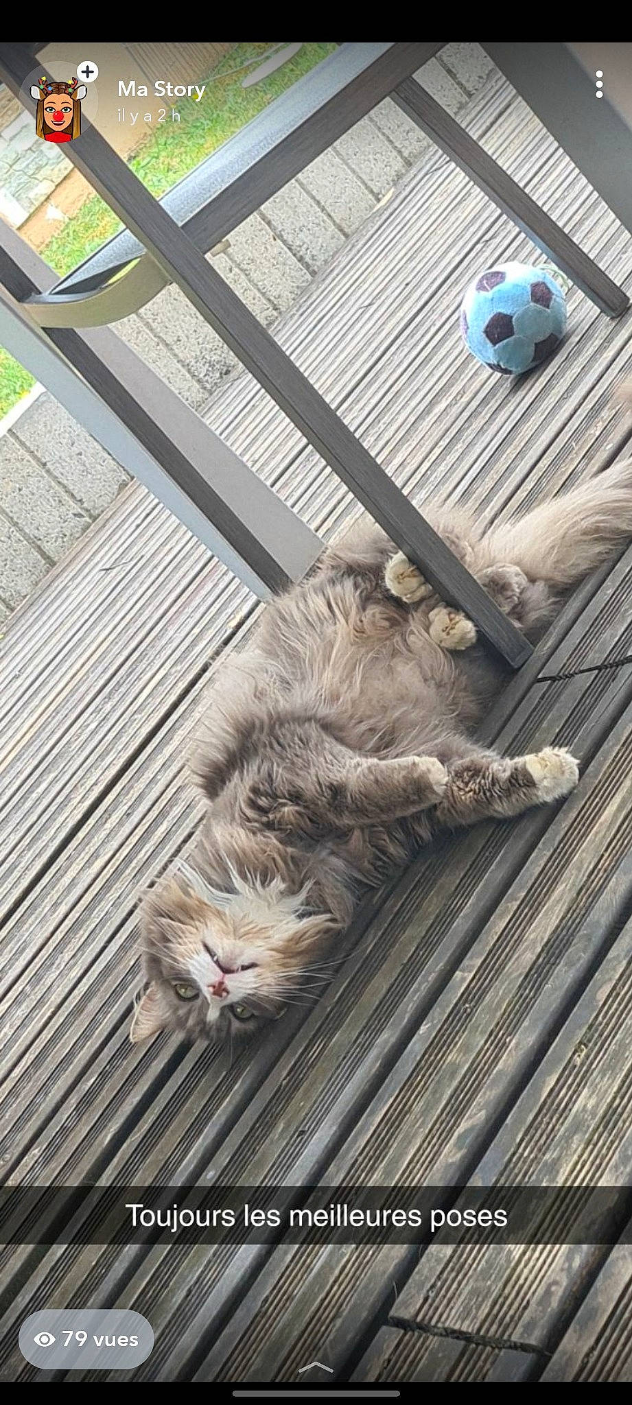 Patoune a rejoint le concours — aidez-le/la à gagner de superbes lots ! cat, felidae, floor, small_to_medium_sized_cats, tabby_cat, wood