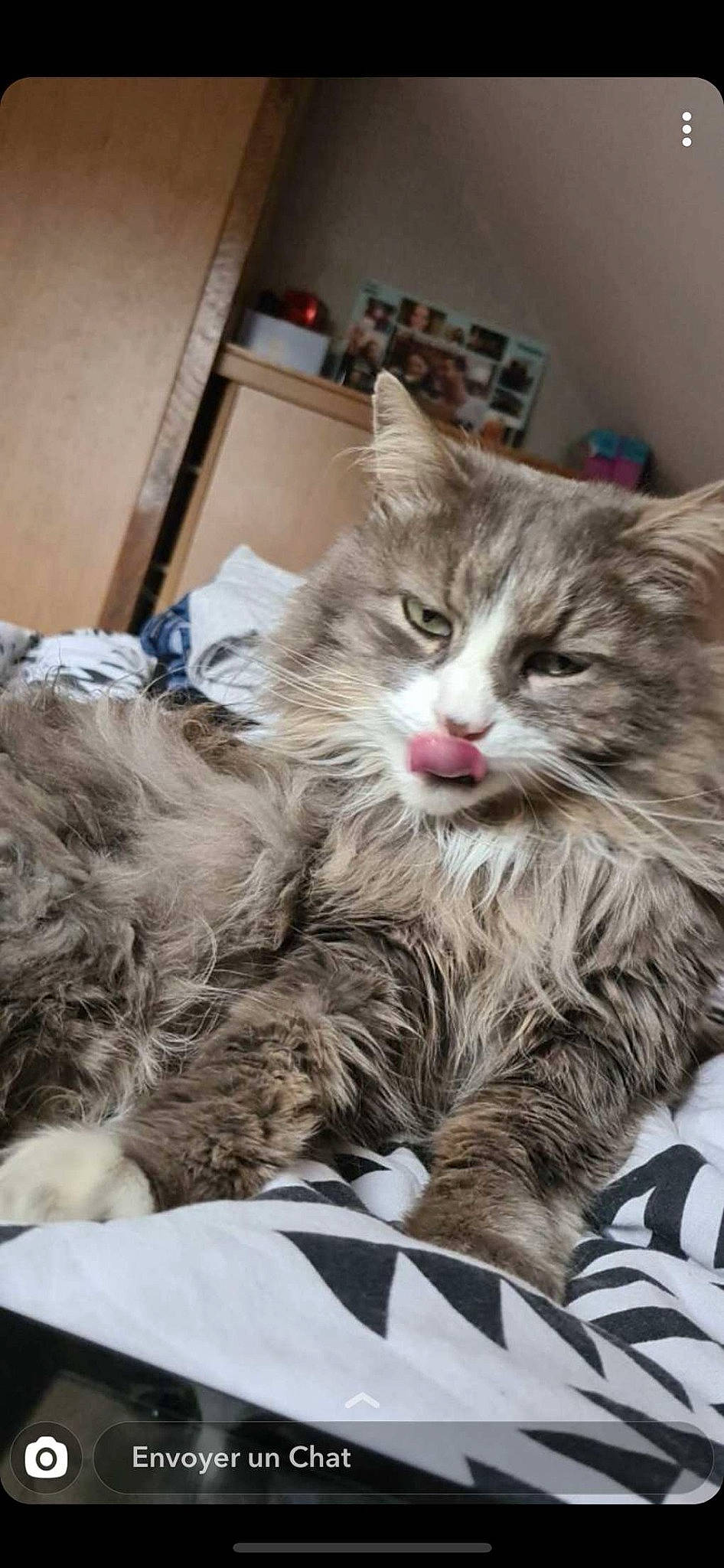 Patoune participe au concours pour gagner de l'argent avec cette photo : british_longhair, british_semi_longhair, carnivore, cat, domestic_long_haired_cat, domestic_short_haired_cat, european_shorthair, felidae, fur, kitten, maine_coon, mammal, norwegian_forest_cat, persian, pixie_bob, ragamuffin, siberian, small_to_medium_sized_cats, tabby_cat, whiskers