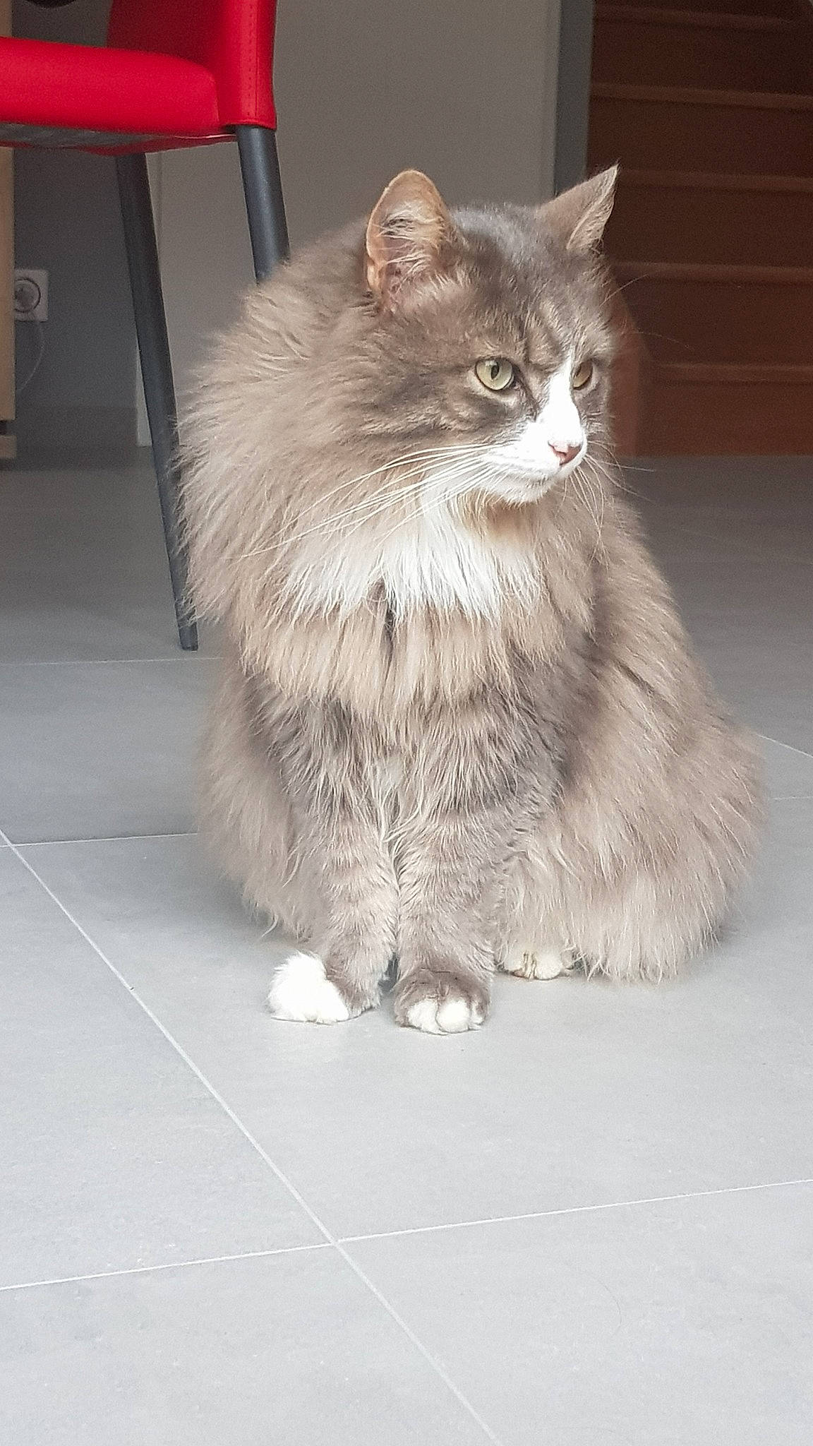 Patoune participe au concours pour gagner de l'argent avec cette photo : american_curl, asian_semi_longhair, british_longhair, british_semi_longhair, carnivore, cat, cymric, domestic_long_haired_cat, fawn, felidae, fur, maine_coon, mammal, norwegian_forest_cat, persian, ragamuffin, siberian, small_to_medium_sized_cats, vertebrate, whiskers