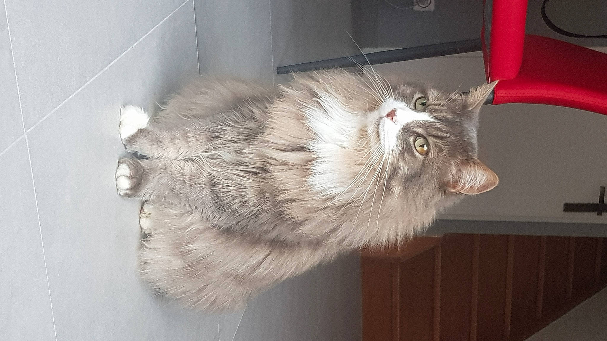 Patoune a rejoint le concours — aidez-le/la à gagner de superbes lots ! carnivore, cat, domestic_long_haired_cat, ear, felidae, fur, maine_coon, norwegian_forest_cat, siberian, small_to_medium_sized_cats, tail, whiskers