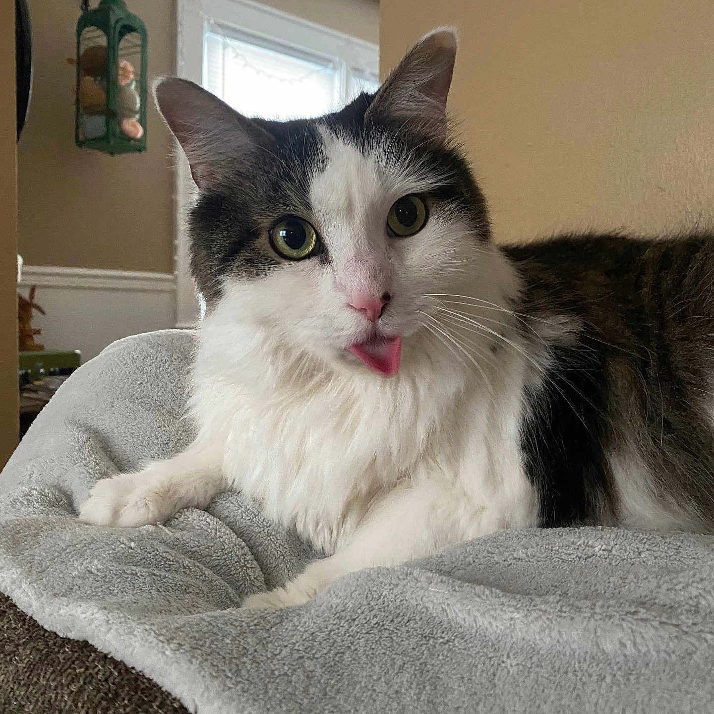 Zipper joined the competition — help win amazing prizes! abyssinian, angora, animal, bed, bedroom, blanket, cat, couch, cushion, furniture, homedecor, indoors, interiordesign, kitten, linen, manx, pet, quilt, room, towel