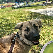 Cooper joined the competition — help win amazing prizes! dog, leash, grass, outdoor, animal, pet, park, daylight, bench, people, baseball_field, sports, trees, nature, smiling, collar, canine, happy, sunny, recreation