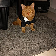 Sheeran participe au concours pour gagner de l'argent avec cette photo : cat, orange_cat, tuxedo, formalwear, collar, white_collar, sitting, pet, feline, whiskers, ears, eyes, indoor, rug, carpet, furniture, chair, floor, portrait, funny