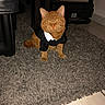 cat, orange_cat, tuxedo, formalwear, collar, white_collar, sitting, pet, feline, whiskers, ears, eyes, indoor, rug, carpet, furniture, chair, floor, portrait, funny