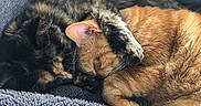 Sheeran a rejoint le concours — aidez-le/la à gagner de superbes lots ! cats, sleeping, cuddling, orange_cat, black_cat, tabby, fur, fluffy, pets, animals, cute, relaxed, napping, cozy, blanket, couch, indoors, portrait, close_up, resting