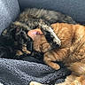 cats, sleeping, cuddling, orange_cat, black_cat, tabby, fur, fluffy, pets, animals, cute, relaxed, napping, cozy, blanket, couch, indoors, portrait, close_up, resting