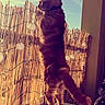 cat, feline, fluffy, standing, upright, collar, tail, whiskers, ears, fur, indoor, sunlight, sunset, fairy_lights, bamboo_blinds, window, striped_surface, home, portrait, dramatic_pose