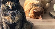 Kitten participe au concours pour gagner de l'argent avec cette photo : animal, cat, collar, cute, domestic_cat, ears, eyes, feline, fur, ginger_cat, indoor, lying_down, pets, playful, relaxed, sitting, tortoiseshell_cat, two_cats, whiskers, wooden_surface