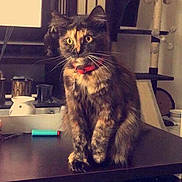 Kitten participe au concours pour gagner de l'argent avec cette photo : cat, longhaired_cat, fluffy, sitting, bow, red_bow, wide_eyes, whiskers, fur, pet, animal, indoor, home, table, tissue_box, cat_tree, window, furniture, portrait, cozy