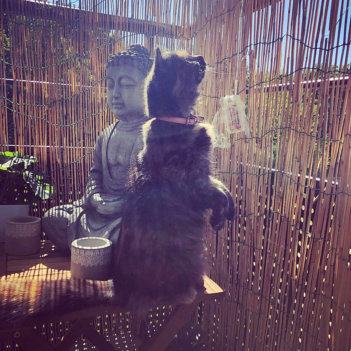 Kitten participe au concours pour gagner de l'argent avec cette photo : cat, fluffy, bench, buddha_statue, bamboo_fence, sunlight, shadow, outdoor, plant, decor, calm, serene, pet, animal, wood, fence, collar, side_view, nature, peaceful