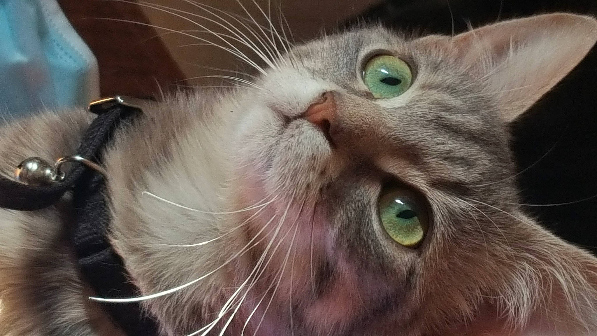 Zelda a rejoint le concours — aidez-le/la à gagner de superbes lots ! carnivore, cat, curious, domestic_short_haired_cat, ear, eyelash, felidae, fur, head, small_to_medium_sized_cats, snout, terrestrial_animal, whiskers