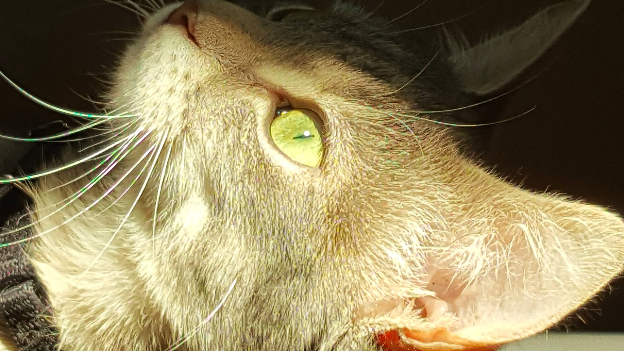 Zelda participe au concours pour gagner de l'argent avec cette photo : carnivore, cat, close_up, domestic_short_haired_cat, ear, fang, felidae, fur, grass, macro_photography, plant, small_to_medium_sized_cats, snout, whiskers, wildlife