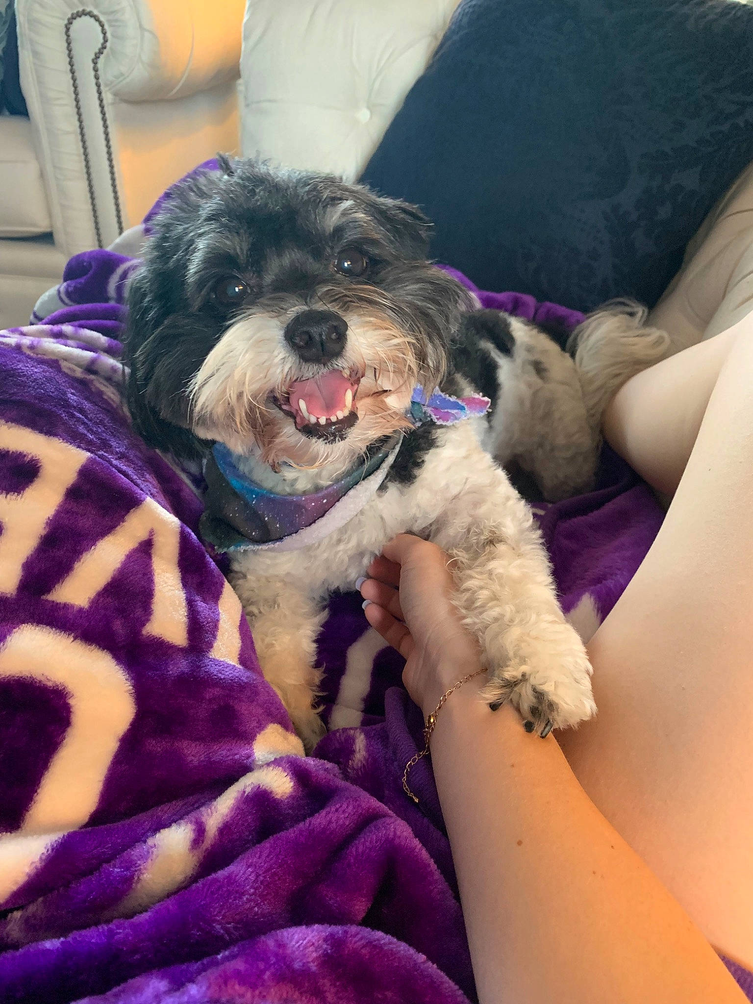 Winston joined the competition — help win amazing prizes! bolonka, canidae, carnivore, cavapoo, cockapoo, companion_dog, dog, dog_breed, havanese, maltepoo, mammal, miniature_poodle, miniature_schnauzer, morkie, poodle_crossbreed, puppy, schnoodle, shih_tzu, tibetan_terrier, vertebrate