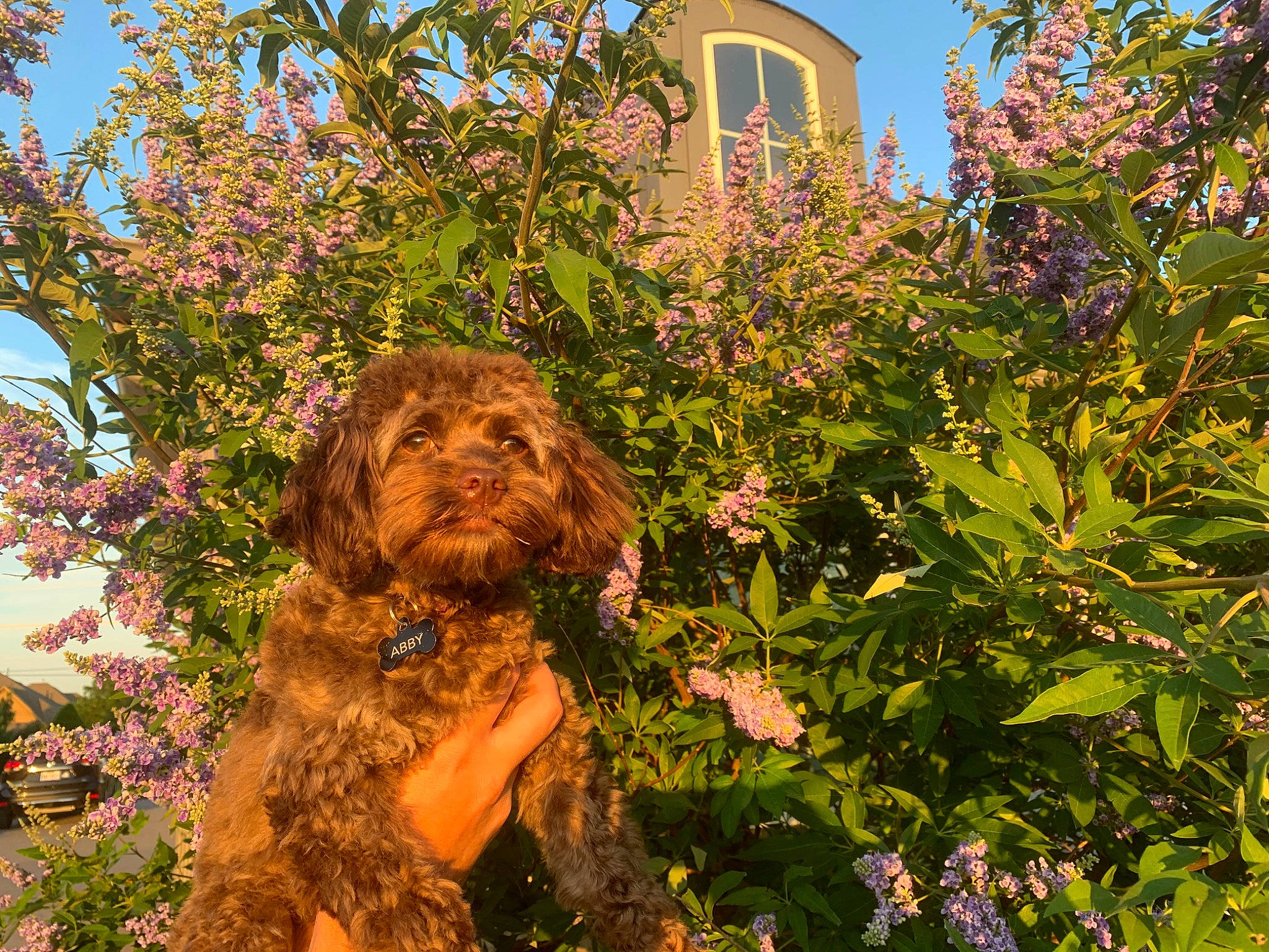 Abby is registered to the contest to win money with this photo: barbet, boykin_spaniel, canidae, carnivore, cavapoo, cockapoo, dog, dog_breed, fawn, grass, home, labradoodle, leaf, mammal, plant, shrub, spaniel, sporting_group, tree