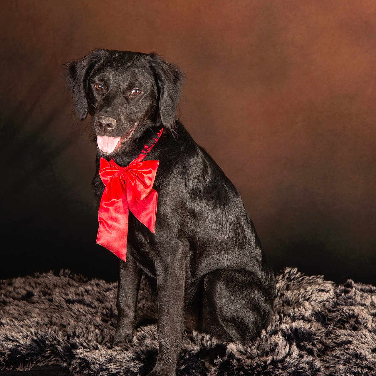 Nala a rejoint le concours — aidez-le/la à gagner de superbes lots ! black_dog, dog, red_bow, fur_rug, studio_background, pet_portrait, sitting, happy, canine, domestic_animal, animal, fur, indoor, smiling, collar, mammal, cute, pet, portrait, holiday