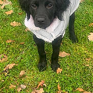 Nala participe au concours pour gagner de l'argent avec cette photo : puppy, dog, black_dog, jacket, coat, grass, autumn_leaves, outdoor, pet, animal, canine, young_dog, curious, standing, nature, fall, leaf_litter, fur, adorable, cute