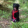 animal, black_dog, canine, dog, forest, greenery, happy, harness, leash, leaves, nature, outdoor, panting, pet, pink_leash, plants, red_harness, sitting, sunlight, woodland