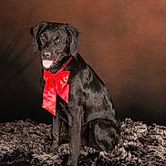 Nala a rejoint le concours — aidez-le/la à gagner de superbes lots ! animal, background, black_dog, canine, companion, cute, decorative, dog, festive, fluffy_rug, fur, happy, holiday, indoor, pet, portrait, red_bow, sitting, smiling, studio_lighting