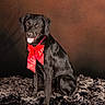 animal, background, black_dog, canine, companion, cute, decorative, dog, festive, fluffy_rug, fur, happy, holiday, indoor, pet, portrait, red_bow, sitting, smiling, studio_lighting