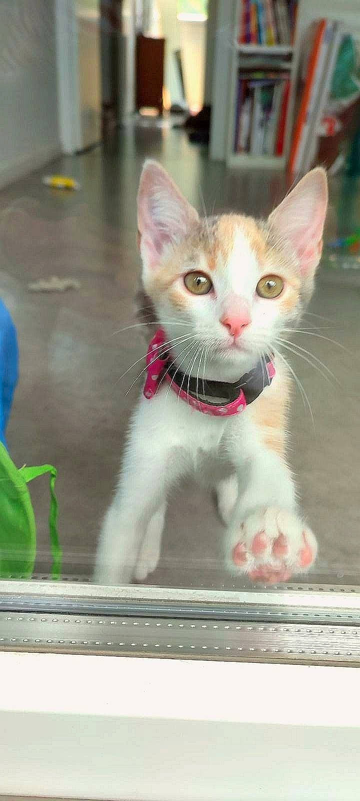 Chipie a rejoint le concours — aidez-le/la à gagner de superbes lots ! carnivore, cat, claw, collar, domestic_short_haired_cat, fawn, felidae, fur, paw, pet_supply, photo_caption, small_to_medium_sized_cats, snout, tail, whiskers