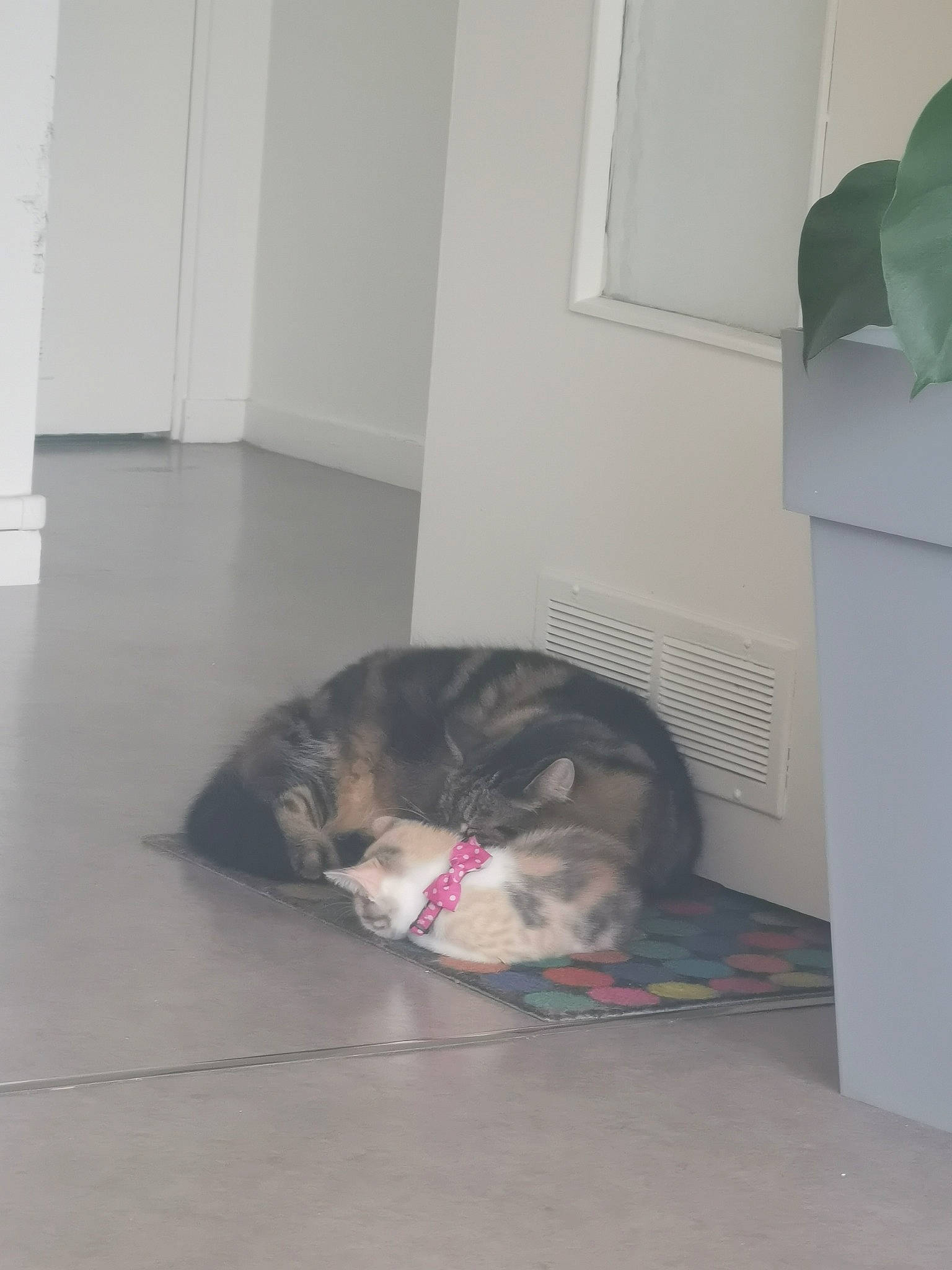 Chipie participe au concours pour gagner de l'argent avec cette photo : carnivore, comfort, companion_dog, dog, dog_breed, door_mat, felidae, floor, flooring, fur, grey, hardwood, laminate_flooring, room, small_to_medium_sized_cats, snout, sporting_group, tail, whiskers, wood