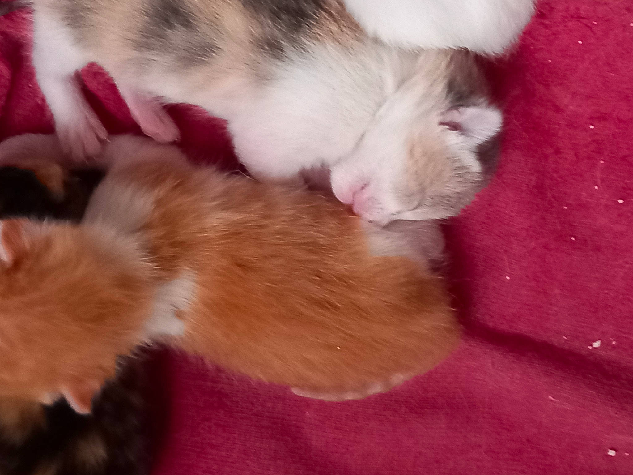 Chipie participe au concours pour gagner de l'argent avec cette photo : canidae, carnivore, cat, claw, comfort, companion_dog, dog_breed, domestic_short_haired_cat, ear, fawn, felidae, fur, nap, paw, pink, sleep, small_to_medium_sized_cats, snout, tail, whiskers