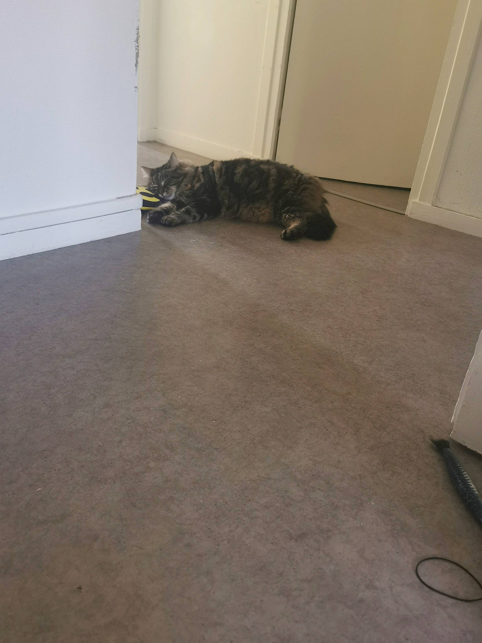 Guignol participe au concours pour gagner de l'argent avec cette photo : automotive_tire, brown, carnivore, cat, domestic_short_haired_cat, door, felidae, floor, flooring, fur, grey, hardwood, laminate_flooring, room, small_to_medium_sized_cats, tail, terrestrial_animal, whiskers, wood, wood_flooring