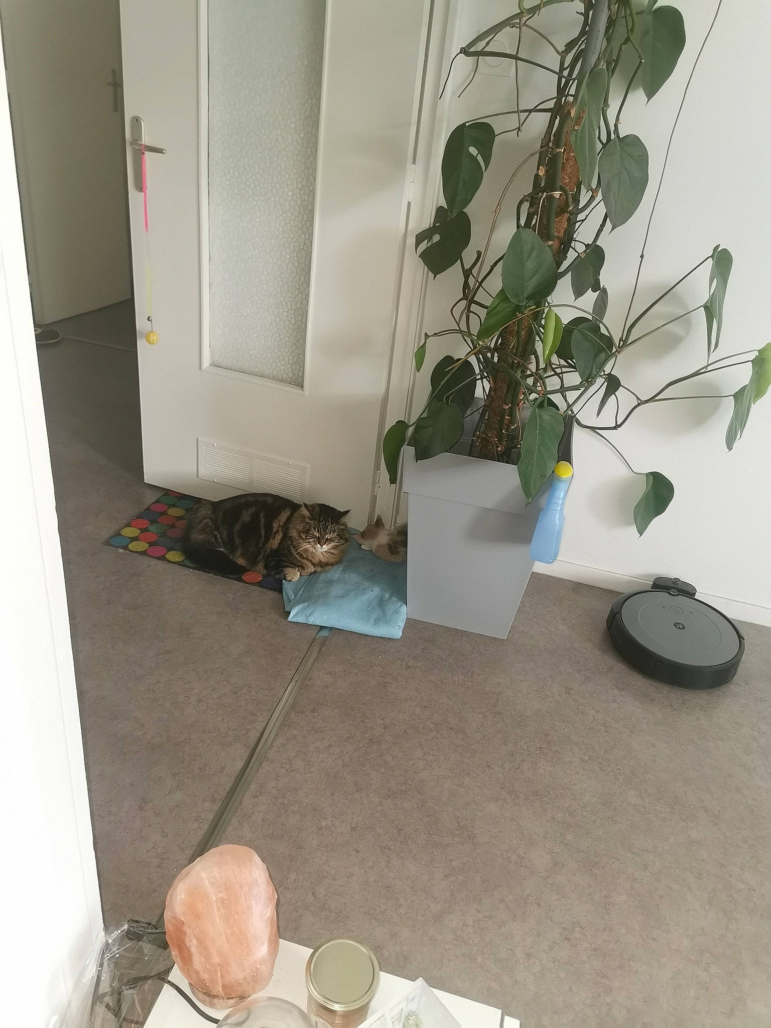 Guignol a rejoint le concours — aidez-le/la à gagner de superbes lots ! coffee_cup, door, felidae, floor, flooring, flowerpot, hardwood, house, houseplant, kitchen_utensil, living_room, plant, room, saucer, serveware, table, tableware, wine_glass, wood, wood_stain