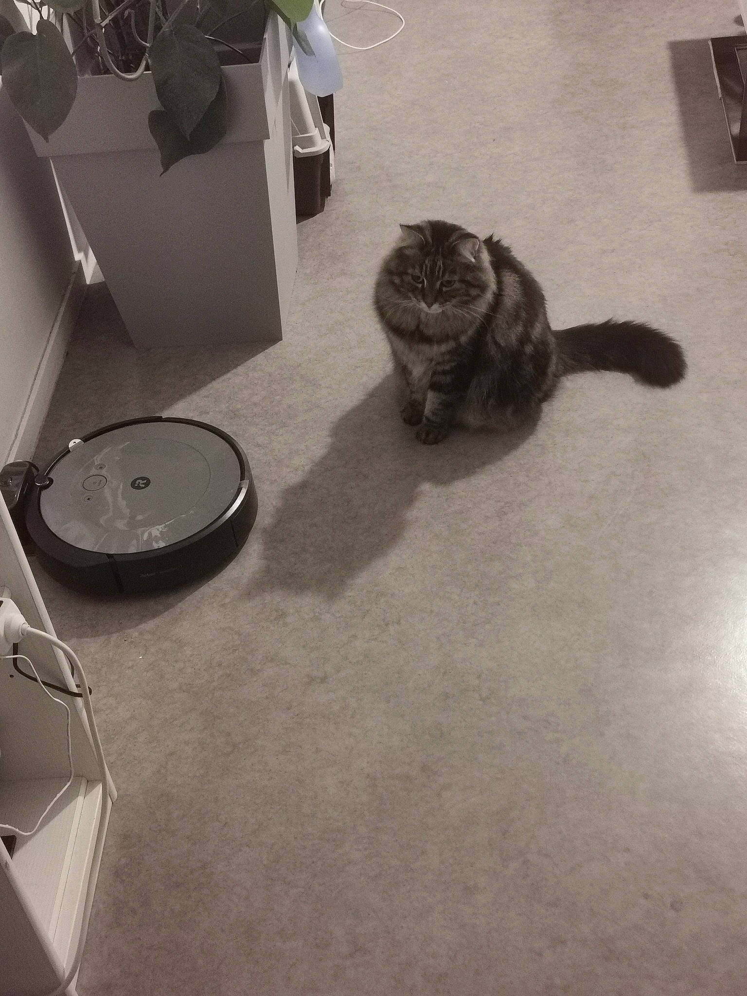 Guignol participe au concours pour gagner de l'argent avec cette photo : automotive_tire, carnivore, cat, dog_breed, felidae, floor, flooring, flowerpot, grey, hardwood, houseplant, metal, monochrome_photography, plant, room, small_to_medium_sized_cats, snout, tail, whiskers, wood