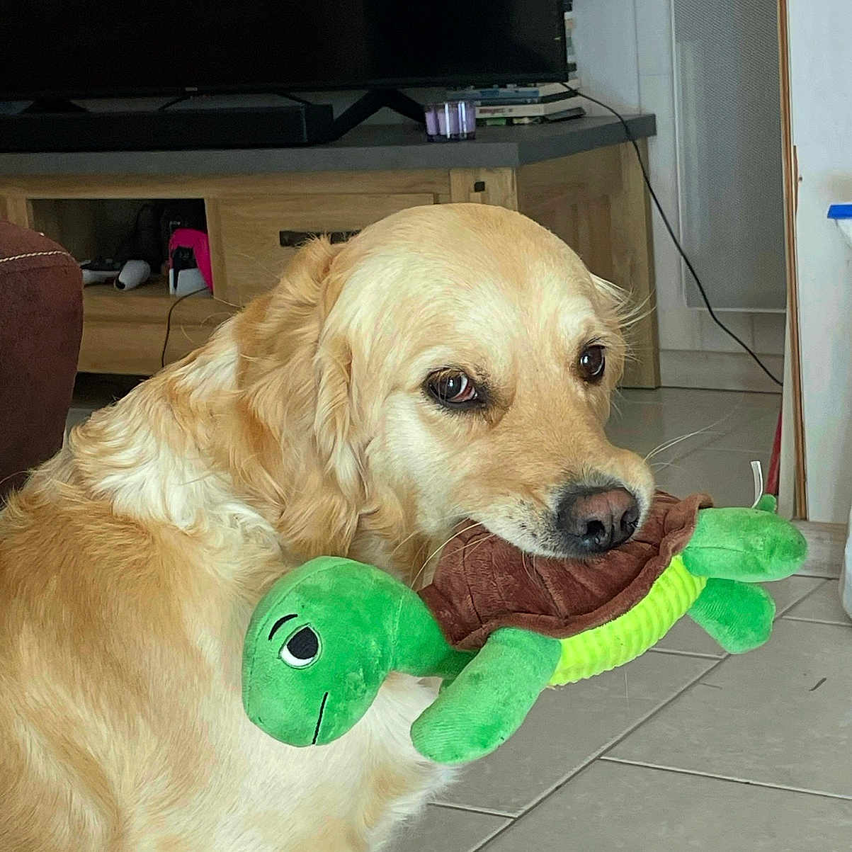 Tabata participe au concours pour gagner de l'argent avec cette photo : animal, cabinet, canine, companion, cute, dog, domestic, floor, furniture, golden_retriever, home, indoor, living_room, pet, playful, plush_turtle, sitting, television, tile, toy