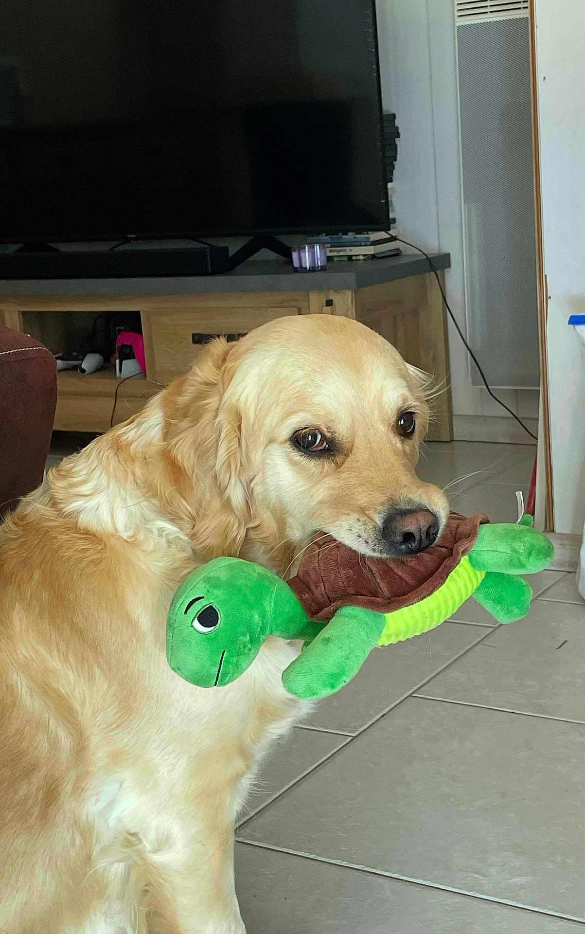 Tabata participe au concours pour gagner de l'argent avec cette photo : dog, golden_retriever, toy, plush_turtle, indoor, living_room, floor, tile, furniture, television, cabinet, pet, animal, cute, domestic, canine, playful, home, companion, sitting