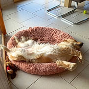 Tabata a rejoint le concours — aidez-le/la à gagner de superbes lots ! canine, cozy, dog, dog_bed, fluffy, furniture, golden_retriever, home, indoor, modern_chair, pet, plush_toy, relaxing, resting, sleeping, sprawled, sunlight, tennis_ball, tiled_floor, window