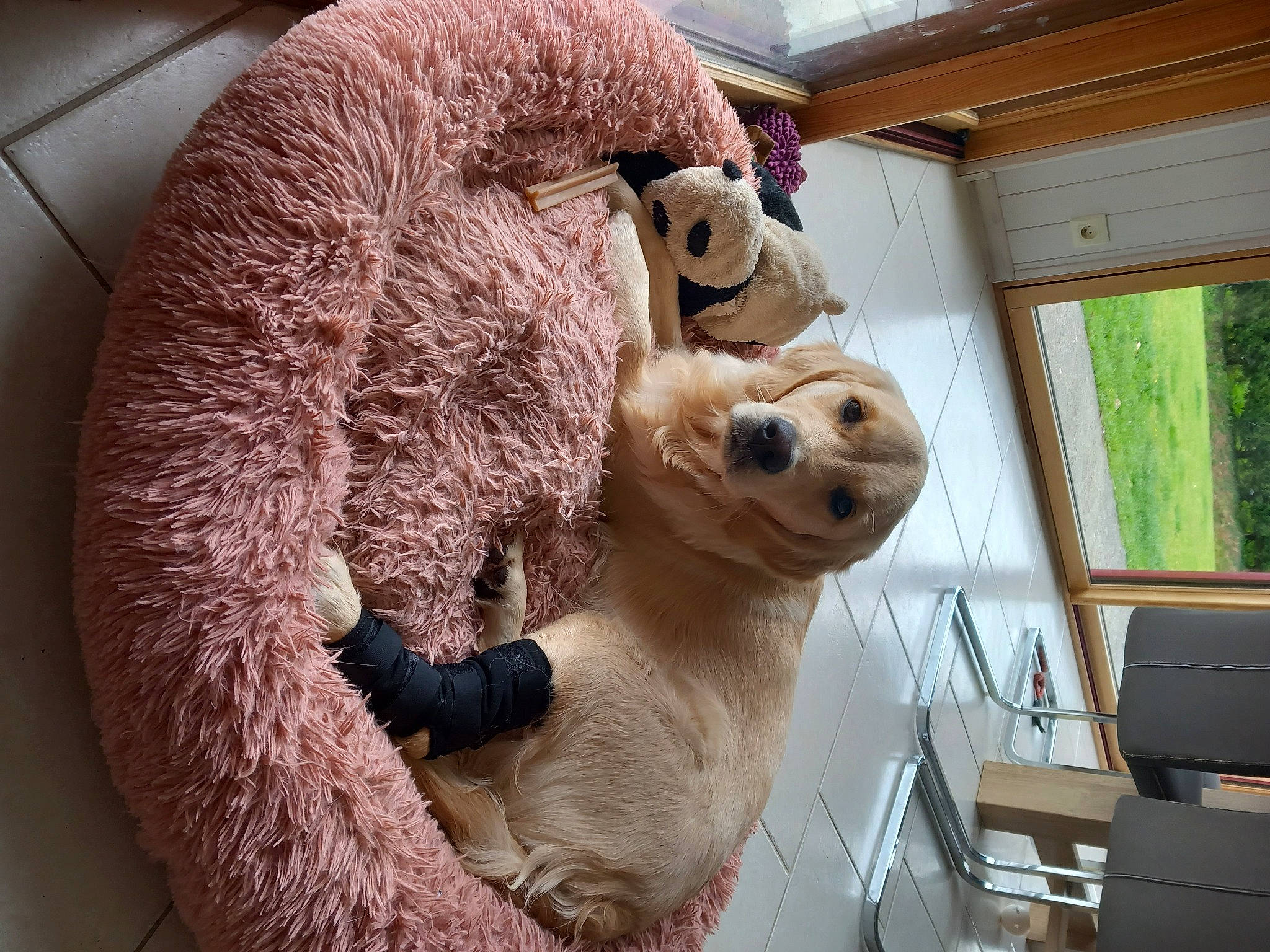 Tabatha a rejoint le concours — aidez-le/la à gagner de superbes lots ! bear, fawn, fur, plush, snout, stuffed_toy, terrestrial_animal, toy, window, wood