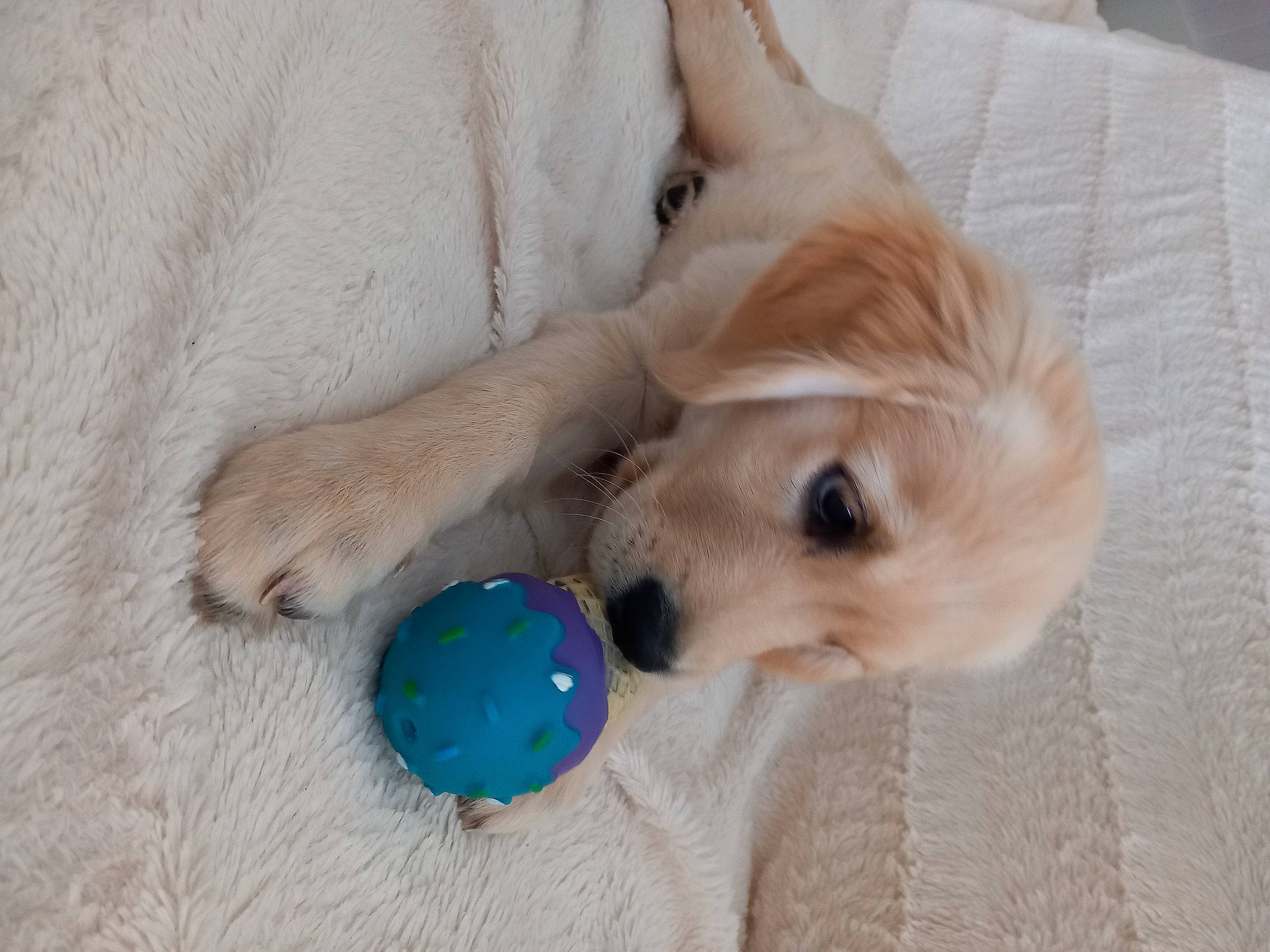 Tabatha participe au concours pour gagner de l'argent avec cette photo : ball, canidae, carnivore, cat_supply, companion_dog, dog, dog_breed, dog_supply, dog_toy, fawn, non_sporting_group, paw, pet_supply, puppy, snout, sporting_group, stuffed_toy, toy, working_animal