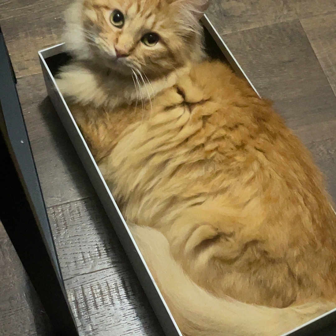 Simba