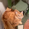 Simba joined the competition — help win amazing prizes!