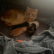 Simba is registered to the contest to win money with this photo: cat, kitten, animal, pet, orange_cat, newborn_kittens, feline, mother_cat, sleeping, resting, cozy, blanket, indoor, cute, small_animals, fur, mammal, domestic_animal, family, warm