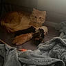 cat, kitten, animal, pet, orange_cat, newborn_kittens, feline, mother_cat, sleeping, resting, cozy, blanket, indoor, cute, small_animals, fur, mammal, domestic_animal, family, warm