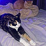 Simba is registered to the contest to win money with this photo: cat, bed, blanket, stretching, feline, indoor, purple_light, curtains, resting, pet, animal, cozy, sleepy, tabby_cat, calico_cat, fur, whiskers, paws, relaxing, domestic