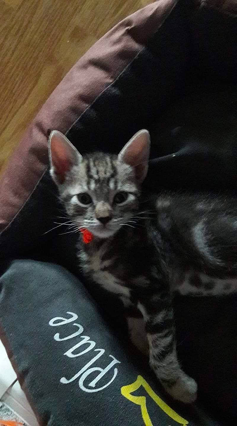 Simba a rejoint le concours — aidez-le/la à gagner de superbes lots ! carnivore, cat, cat_supply, cat_toy, claw, comfort, domestic_short_haired_cat, felidae, fur, paw, photo_caption, sitting, small_to_medium_sized_cats, snout, tail, terrestrial_animal, whiskers