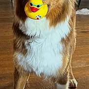Venise a rejoint le concours — aidez-le/la à gagner de superbes lots ! dog, brown_dog, white_fur, rubber_duck, toy, indoor, wooden_floor, pet, animal, playful, cute, standing, fur, collar, domestic, canine, household, looking_at_camera, front_legs, ears